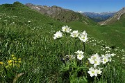 MONTI VINDIOLO e VETRO ad anello da Zorzone-Pian Bracca in VAL VEDRA il 13 giugno 2019 - FOTOGALLERY